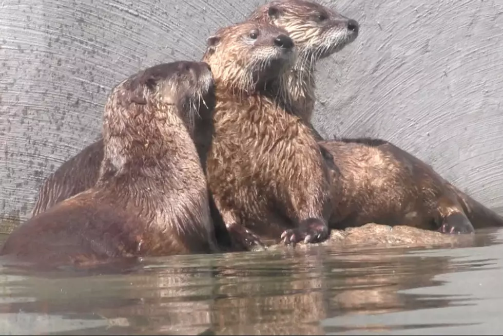 Pine Grove Zoo Opens New River Otter Exhibit [VIDEO]