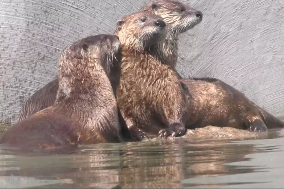 World&#8217;s Largest Otter Is A 2 Hour Drive From St. Cloud