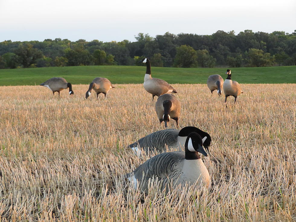 Three Scenarios for Early Season Geese