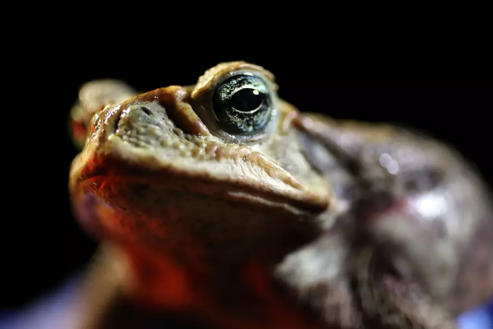 Minnesota Zoo Releases Thousands of Endangered Toads