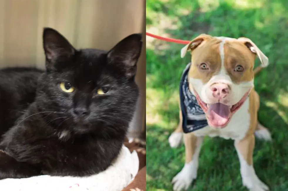 Tri-County Humane Society Pet Patrol: Delsi & Bowser