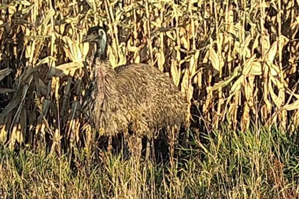 Runaway Benton County Emu Found, Returned