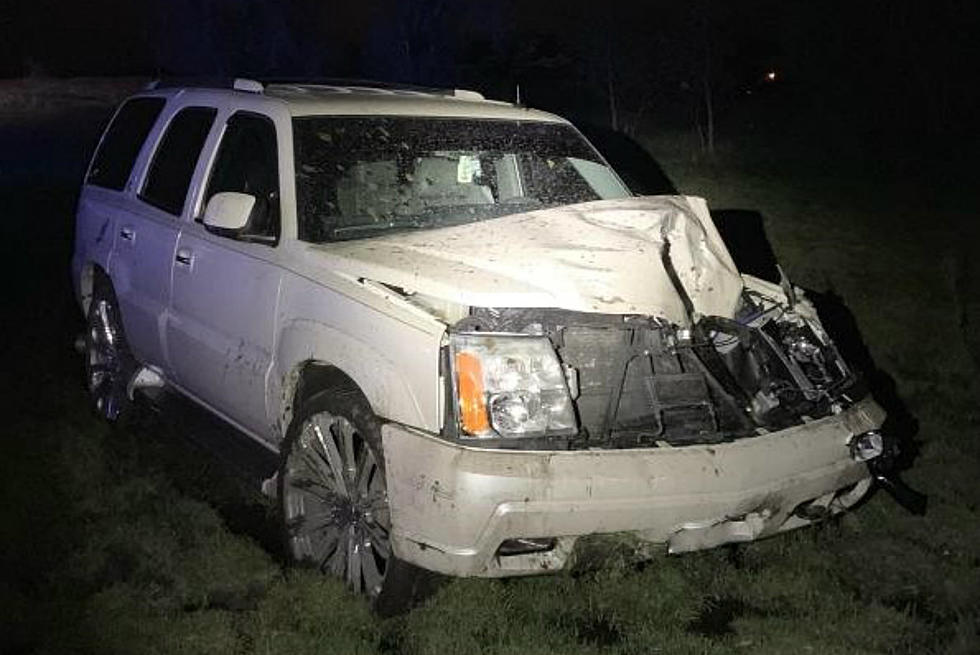Cow Dies After Being Struck by an SUV