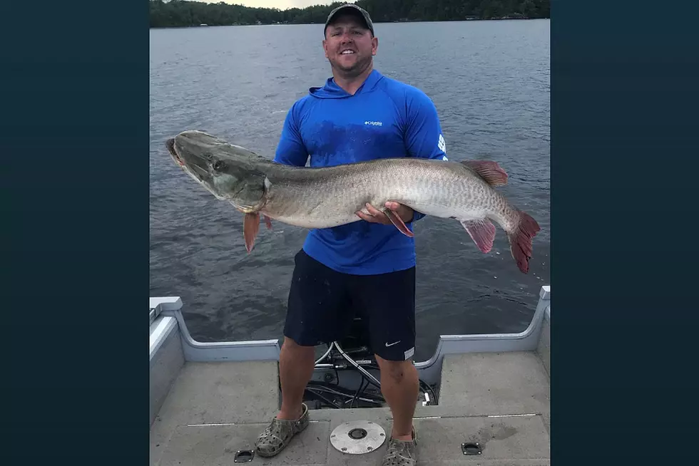 DNR:  New Record for Catch-And-Release Muskie