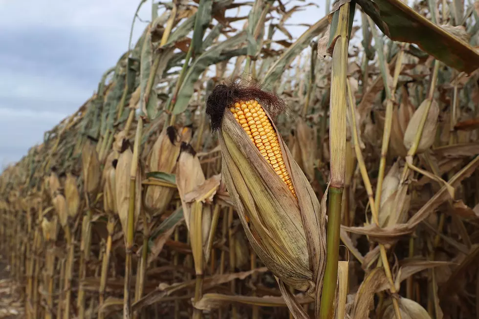 Sheriff Investigating &#8216;Sabotage&#8217; in Cornfield