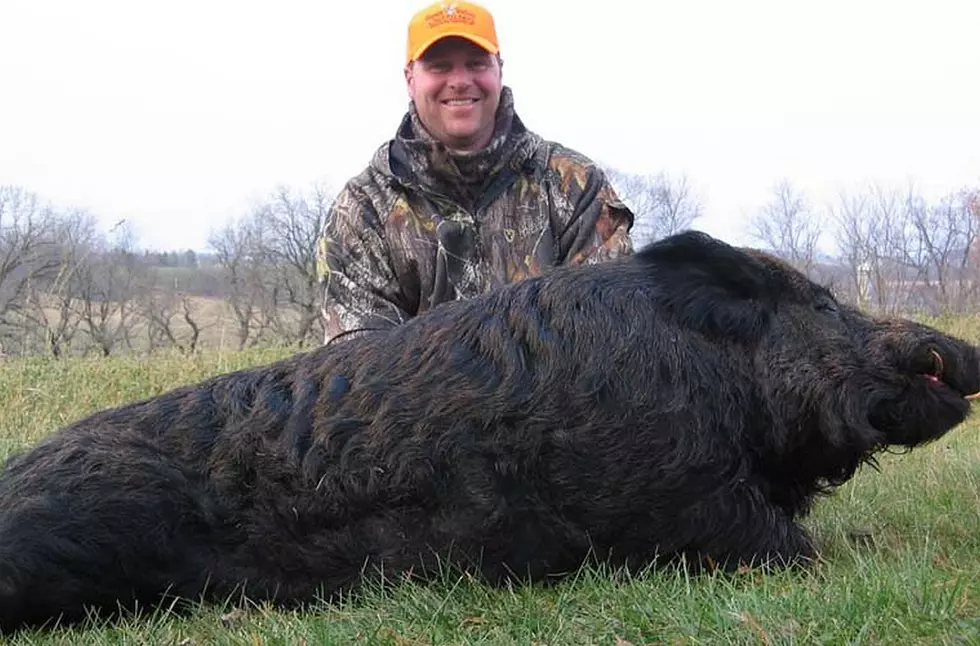 Wisconsin DNR Encourages Deer Hunters to Look for Feral Pigs