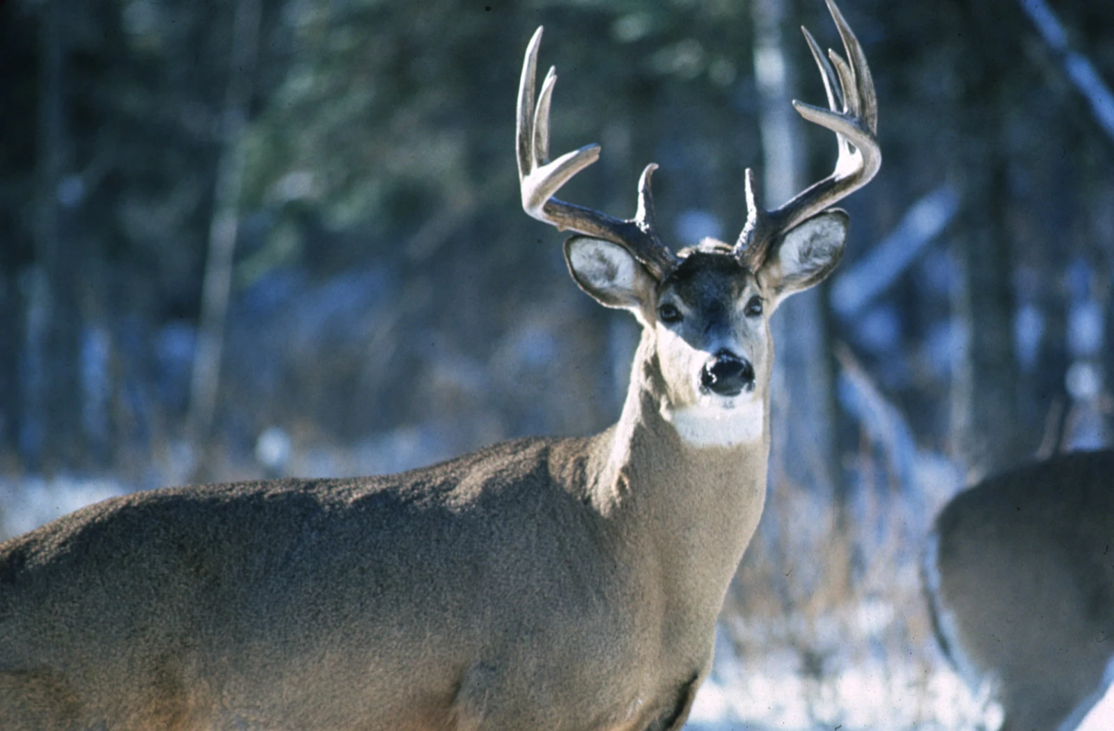 Minnesota DNR Expects Good Deer Hunting Season