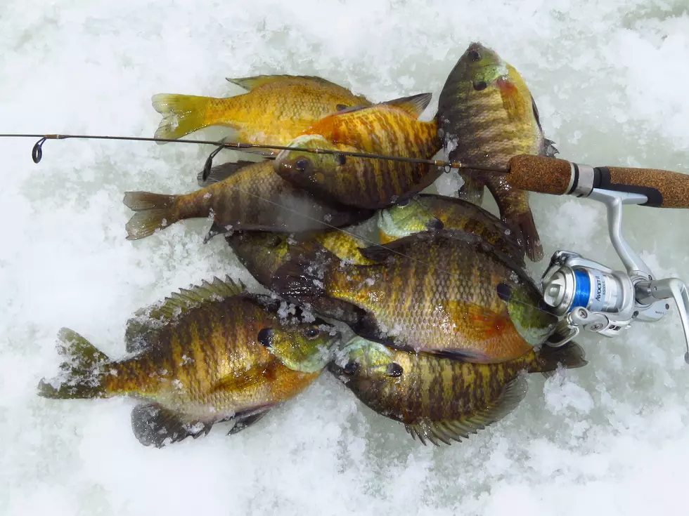 Winter Angling May Require Persistent Searching