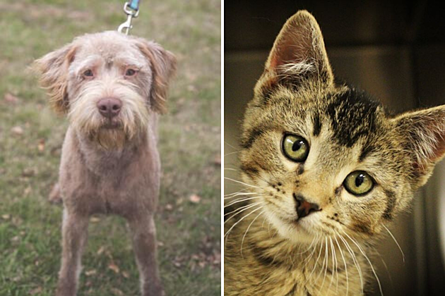 Tri-County Humane Society Pet Patrol: Calvin &#038; Choo Choo