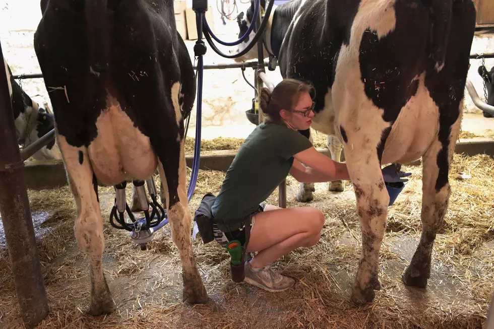 Crisis Continues for Minnesota Dairy Farms