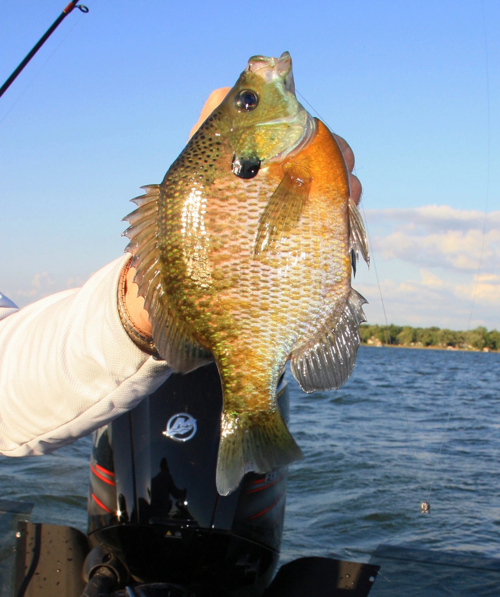 Targeting Early Panfish in Clear Water