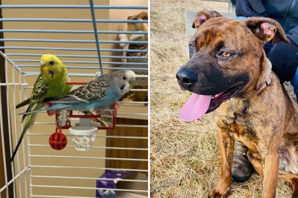 Tri-County Humane Society Pet Patrol: Peep & Patchy and Topez