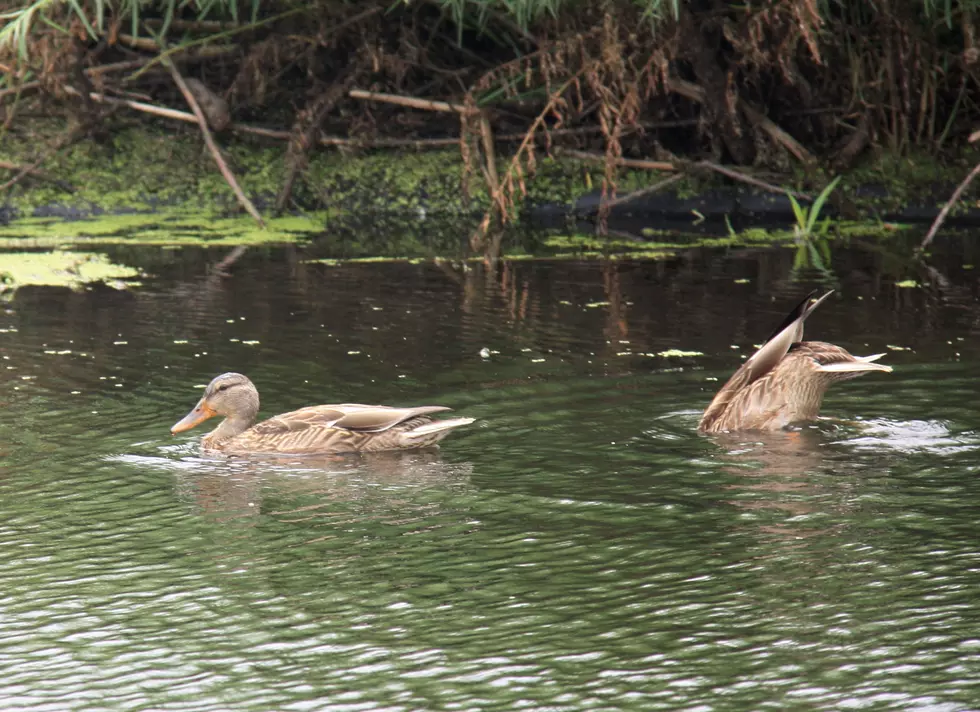 Duck Numbers Locally Are Good with Duck Season Starting Saturday