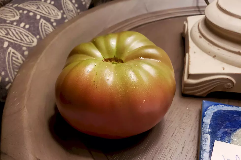Black Crim heirloom tomato. (PHOTO: John Schroeder)