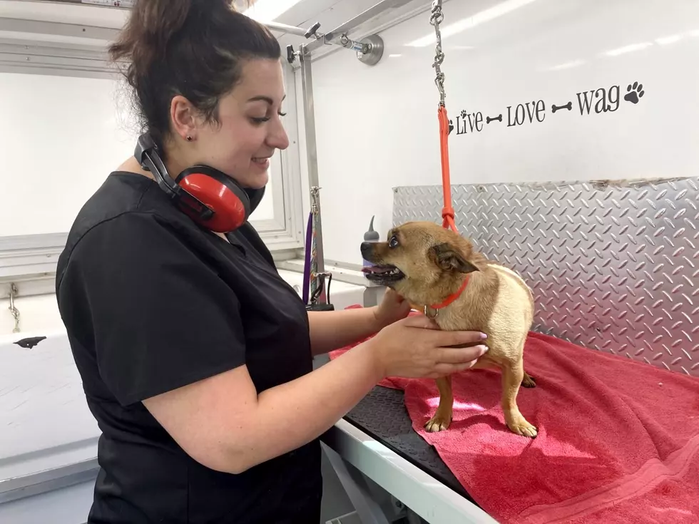 Mobile Dog Grooming Business Thrives Amid Pandemic