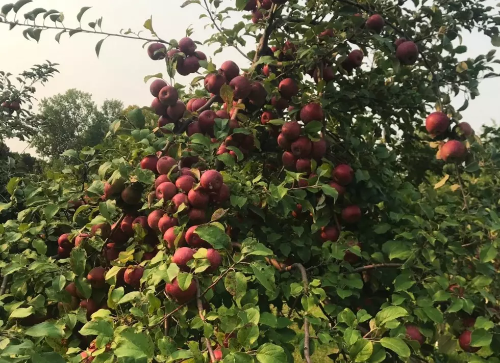 Business Strong, Steady for Collegeville Orchards