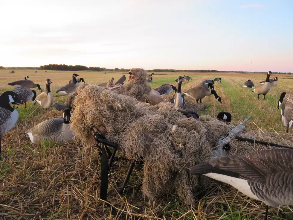 Outwitting Those Spooky Canada Geese