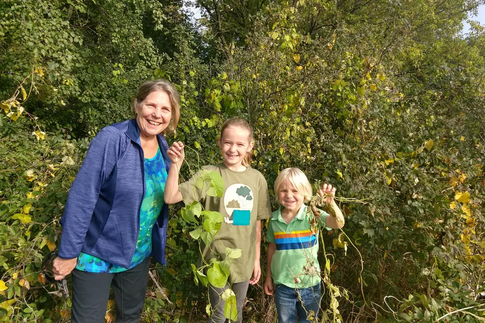 Rare Invasive Vine Found Along Lake Wobegon Trail