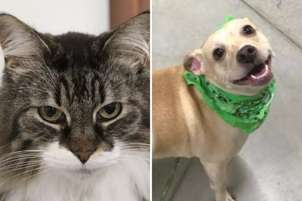 Tri-County Humane Society Pet Patrol: Sookie and Bennie