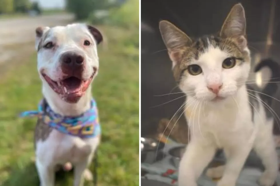 Tri-County Humane Society Pet Patrol: Shiloh and Domino