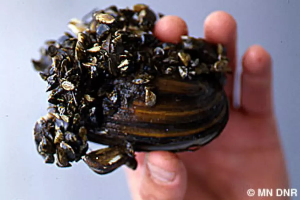 Zebra Mussels Discovered in Lake Orono