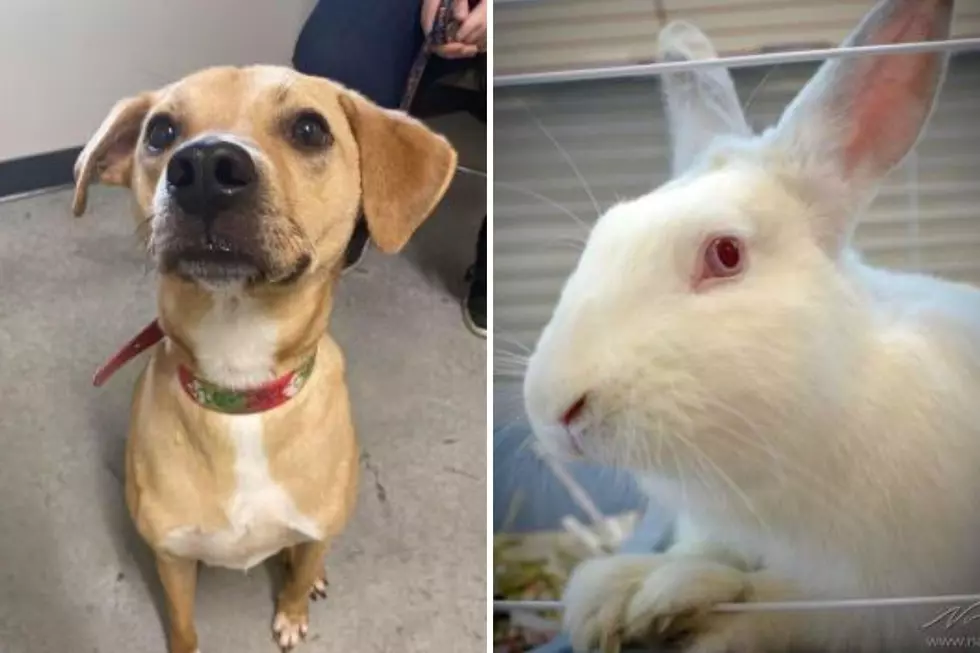 Tri-County Humane Society Pet Patrol: Sully and Larry