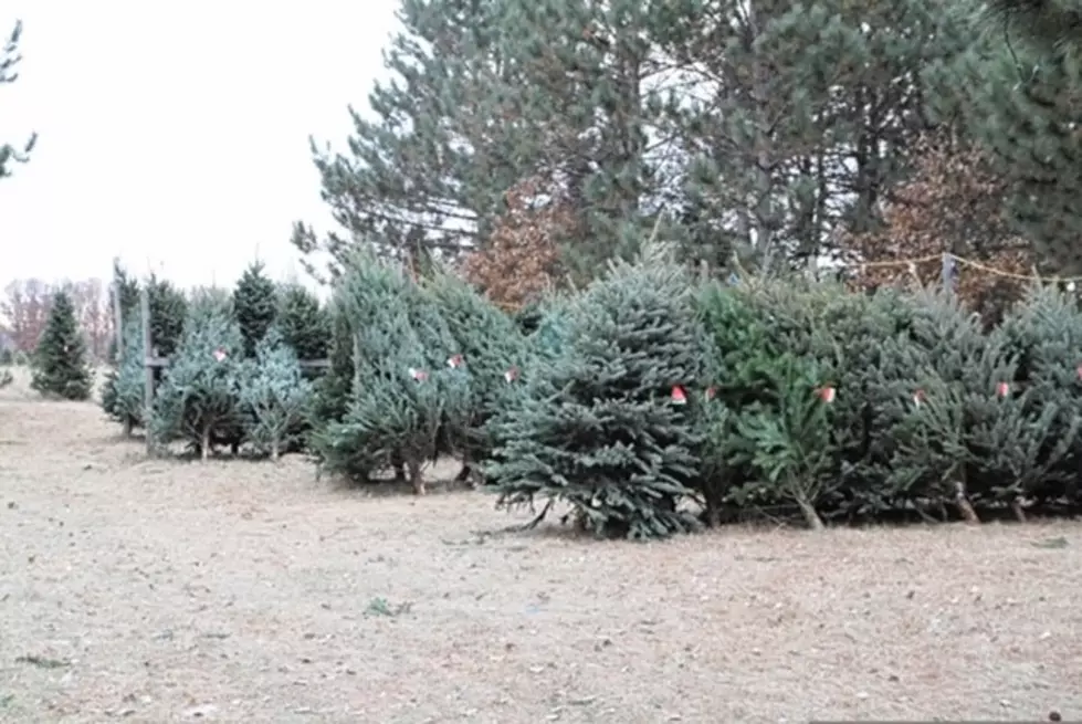 Christmas Tree Sales Surging, Says Minnesota Tree Farm