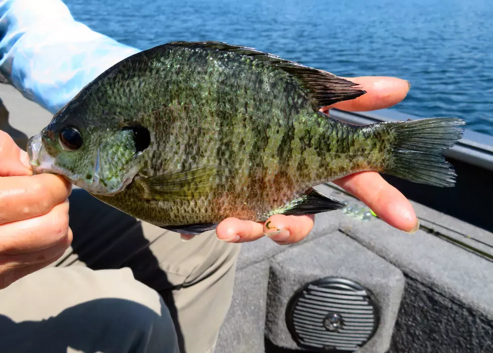 Jigging for Spring Panfish