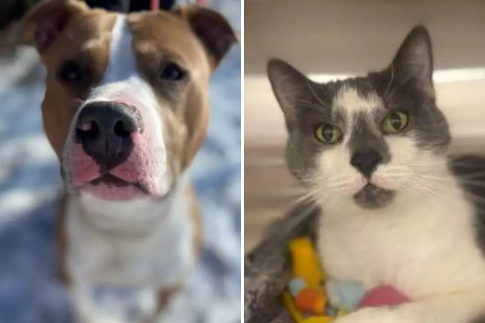 Tri-County Humane Society Pet Patrol: Bruiser and Hollywood