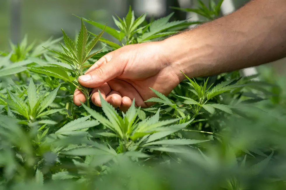 MN House Democrats Again Try to Legalize Recreational Marijuana