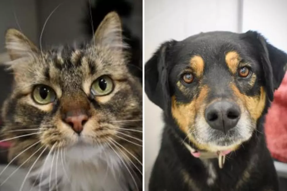 Tri-County Humane Society Pet Patrol: Alice and Trixie