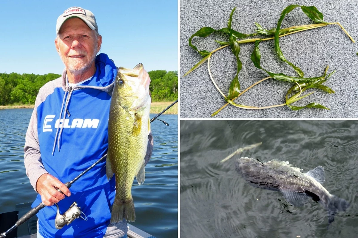 Bass Appeal: Summer time can be perfect time for bass fishing in