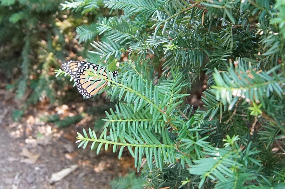 10th Annual Butterfly Release Honors Lost Loved Ones in St. Cloud [PHOTOS]