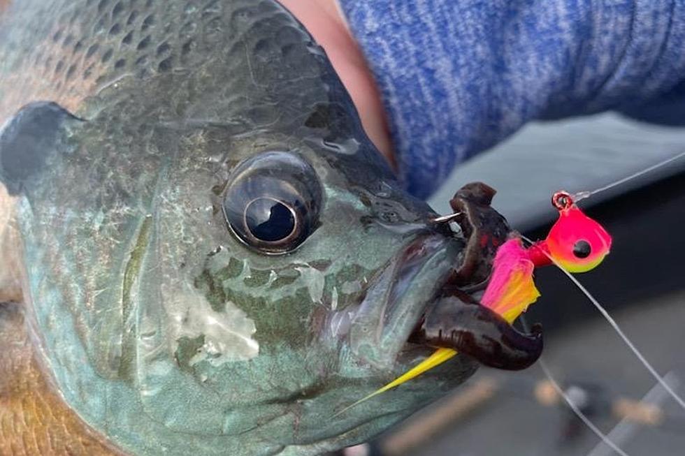 Schmitt; Great Time to Do Some Mississippi River Fishing