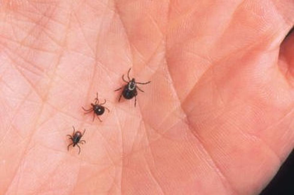 Ways to Avoid Ticks In Central Minnesota
