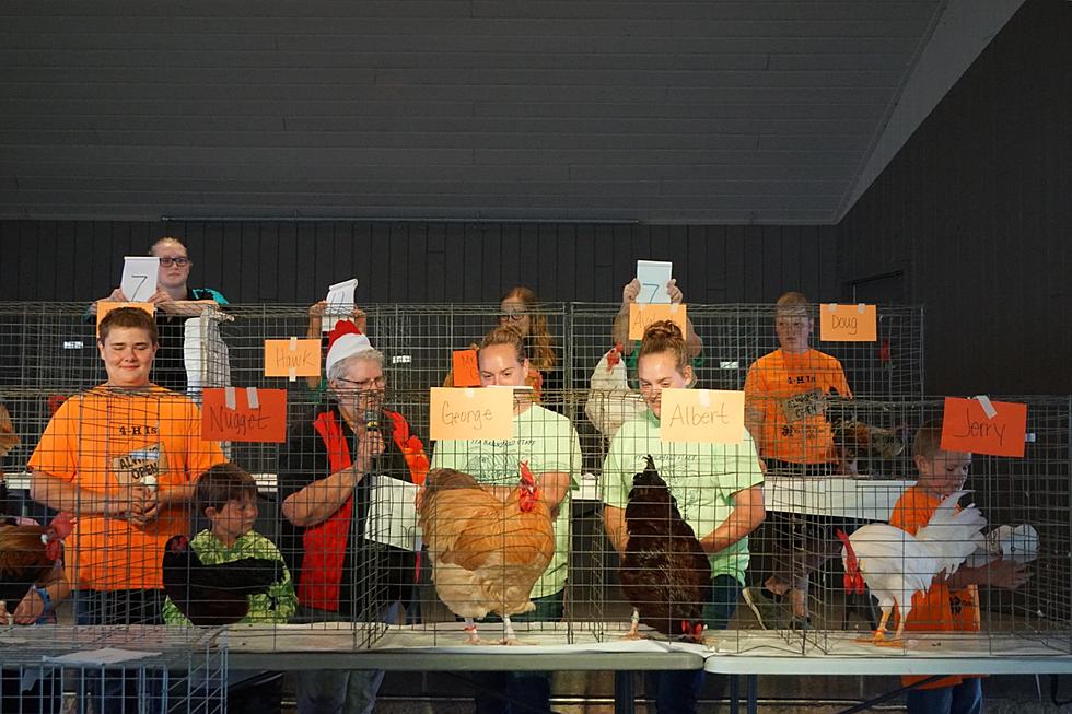 48th Annual Rooster Crowing Contest Held at Benton County Fair [PHOTOS]