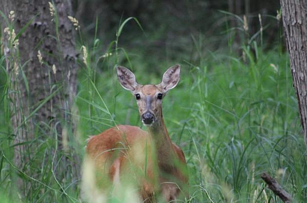 Minnesota Halts Deer Importation, Movement Within State