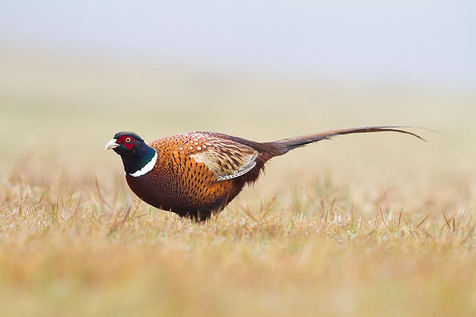 Minnesota&#8217;s Pheasant Numbers Down Slightly in 2021