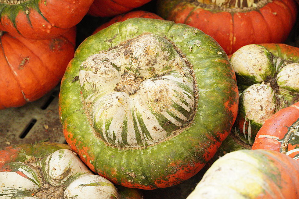 Pumpkins in Season Despite Drought