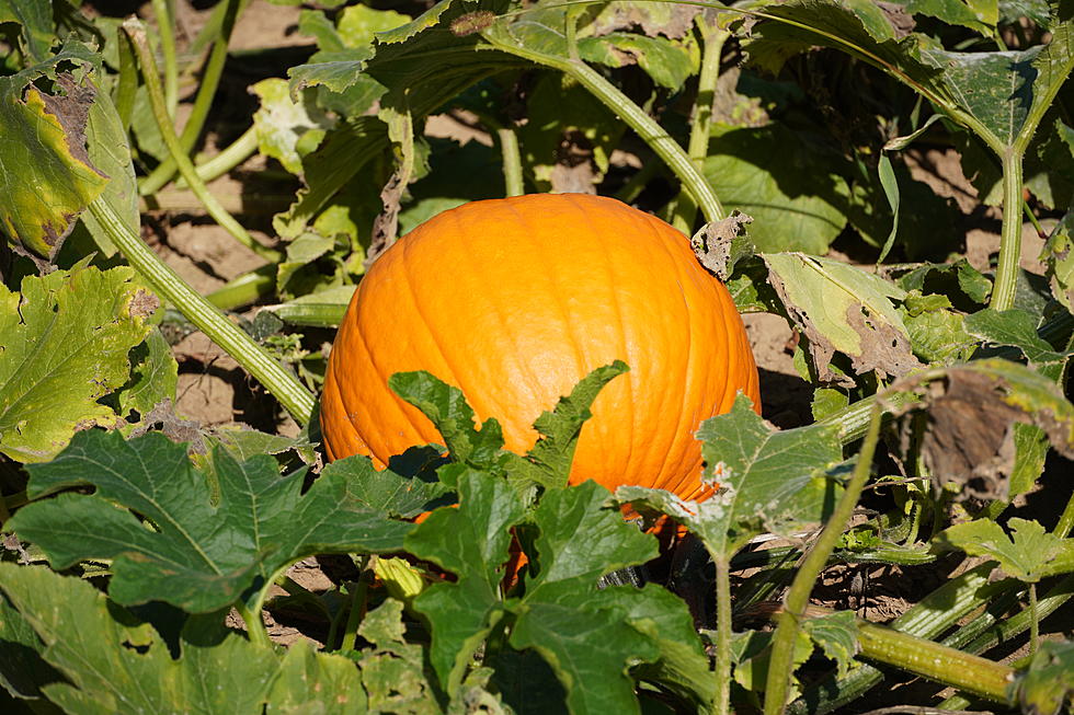 This Central Minnesota Pumpkin Patch is Already Closed for the Season