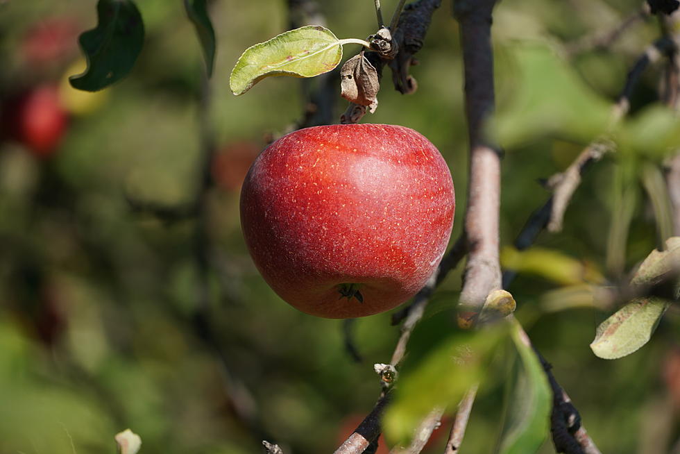 Collegeville Orchards Opens After Difficult Growing Season