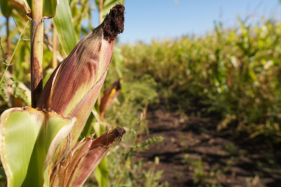 Fairhaven Farm’s Corn Maze Opens