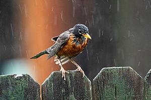 Widespread Rain, Thunderstorms Moving Into Minnesota