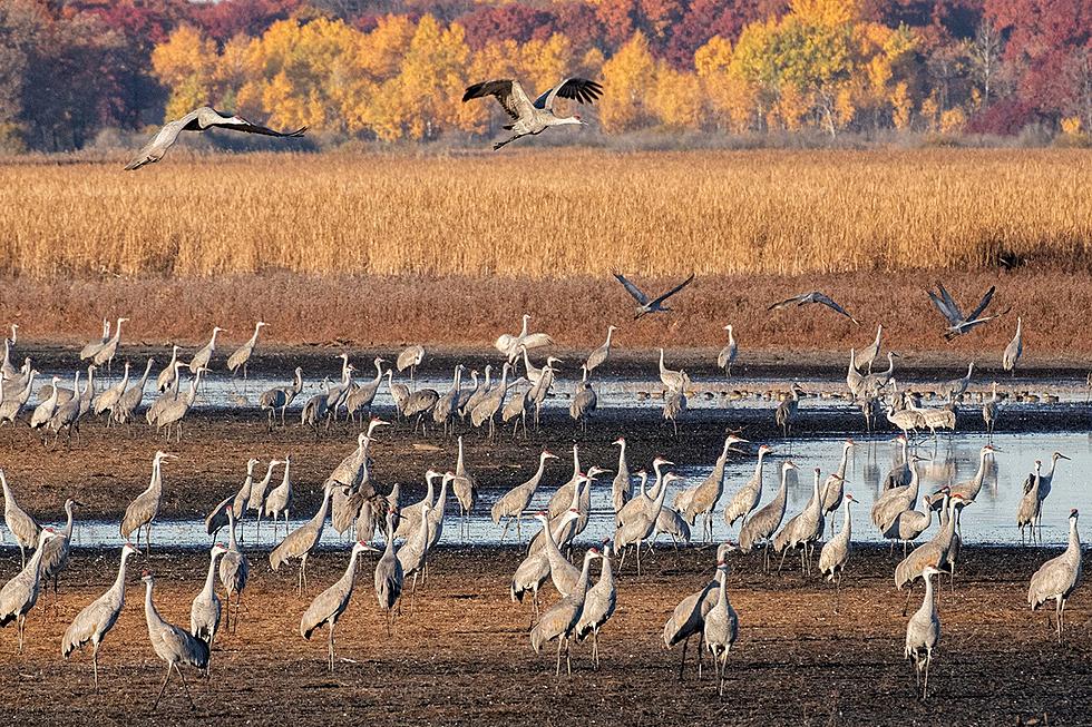 Migrating Sandhill Cranes Gather at Minnesota Wildlife Refuge