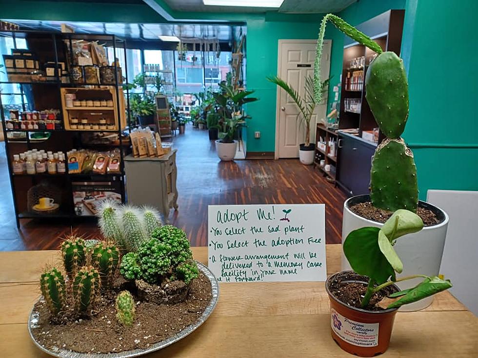 Business Taking In Dying Plants, Adopting Out to New Homes