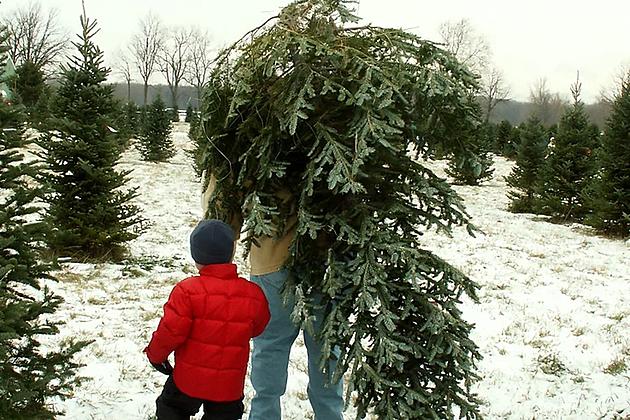 Local Christmas Tree Farm Celebrates 50 Years of Holiday Memories