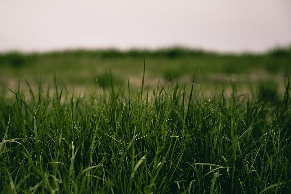 Weather Offers Last Chance to Prepare Lawn for Winter