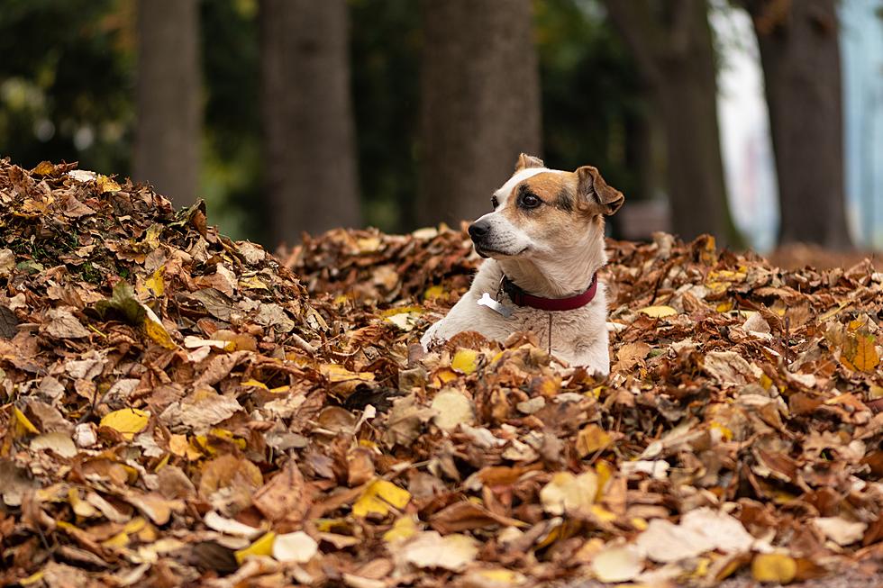 Composting May Be Solution for Lingering Leaves