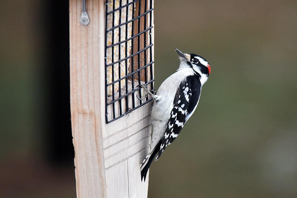 Sherburne National Wildlife Refuge Holding Christmas Bird Count