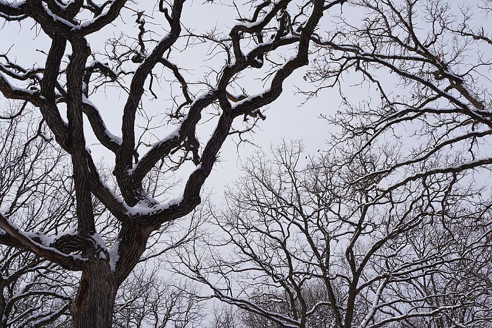 Could the Unusually Warm Minnesota Weather Harm Our Trees?